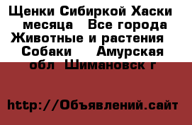 Щенки Сибиркой Хаски 2 месяца - Все города Животные и растения » Собаки   . Амурская обл.,Шимановск г.